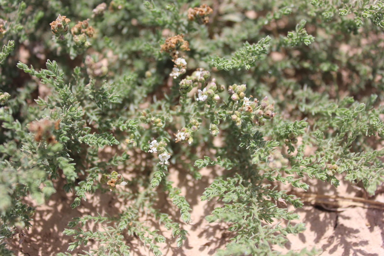 Plant Image